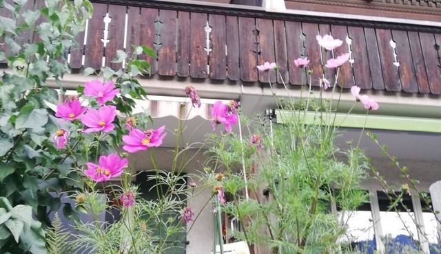 Nice apartment for 6 guests with TV, balcony and pets allowed