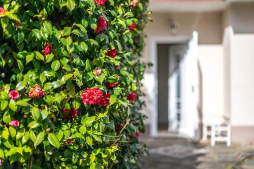 Villa Sofia casa con giardino e spiaggia condivisa in Pettenasco