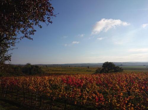 Weingut Wagner in Leodagger