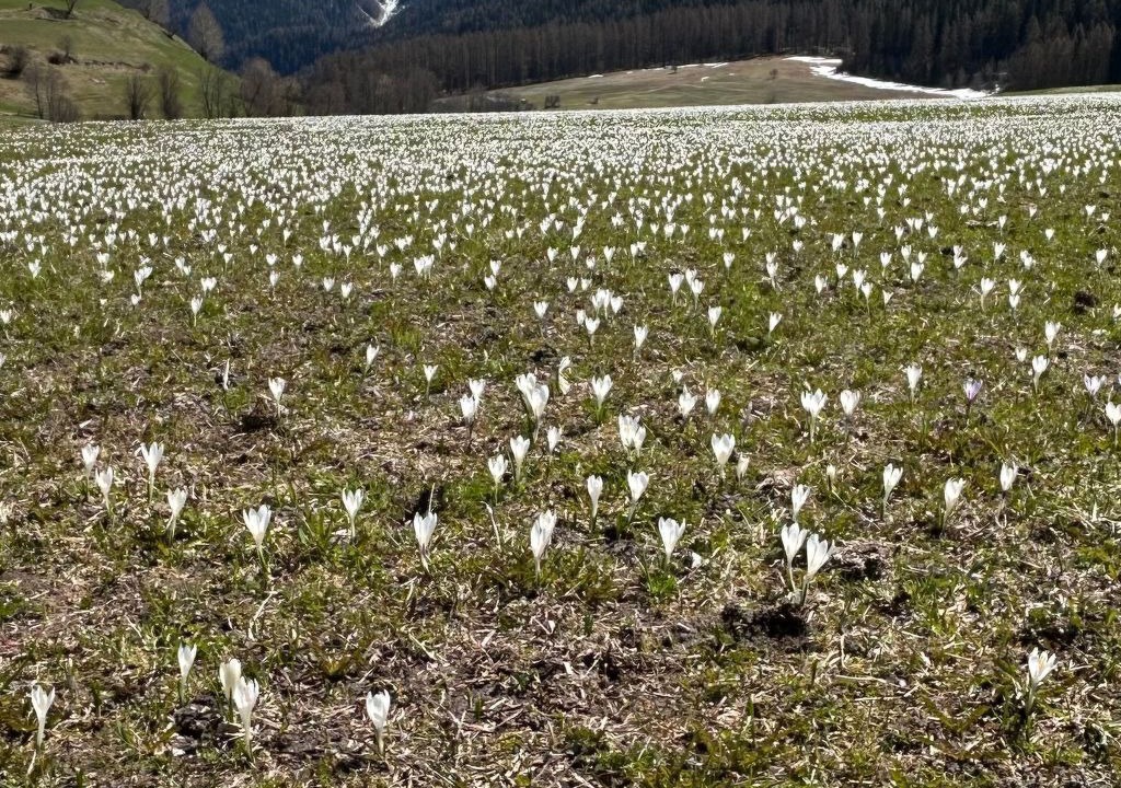 Photo of Others in Val Muestair