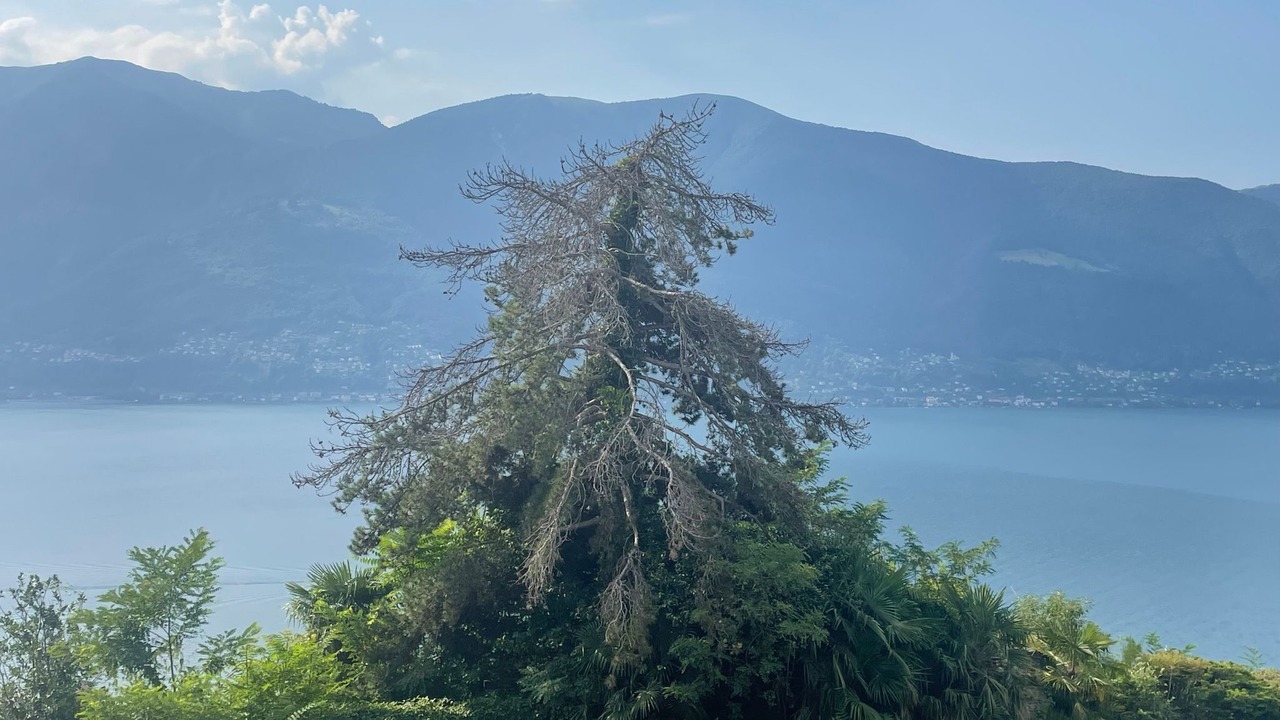 Photo of Others in Ronco sopra Ascona