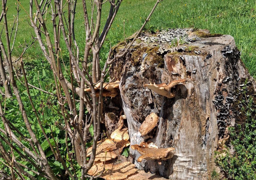 Photo of Others in Mitloedi