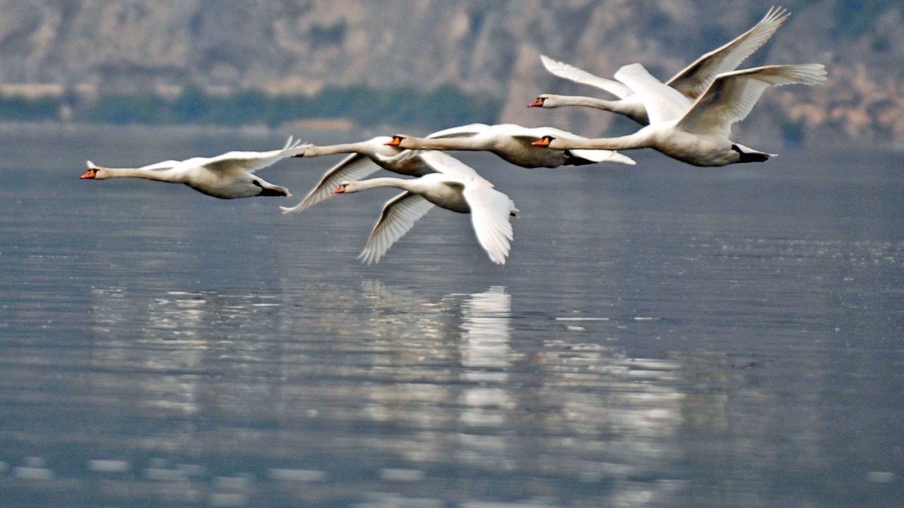 Photo of Others in Zorzino