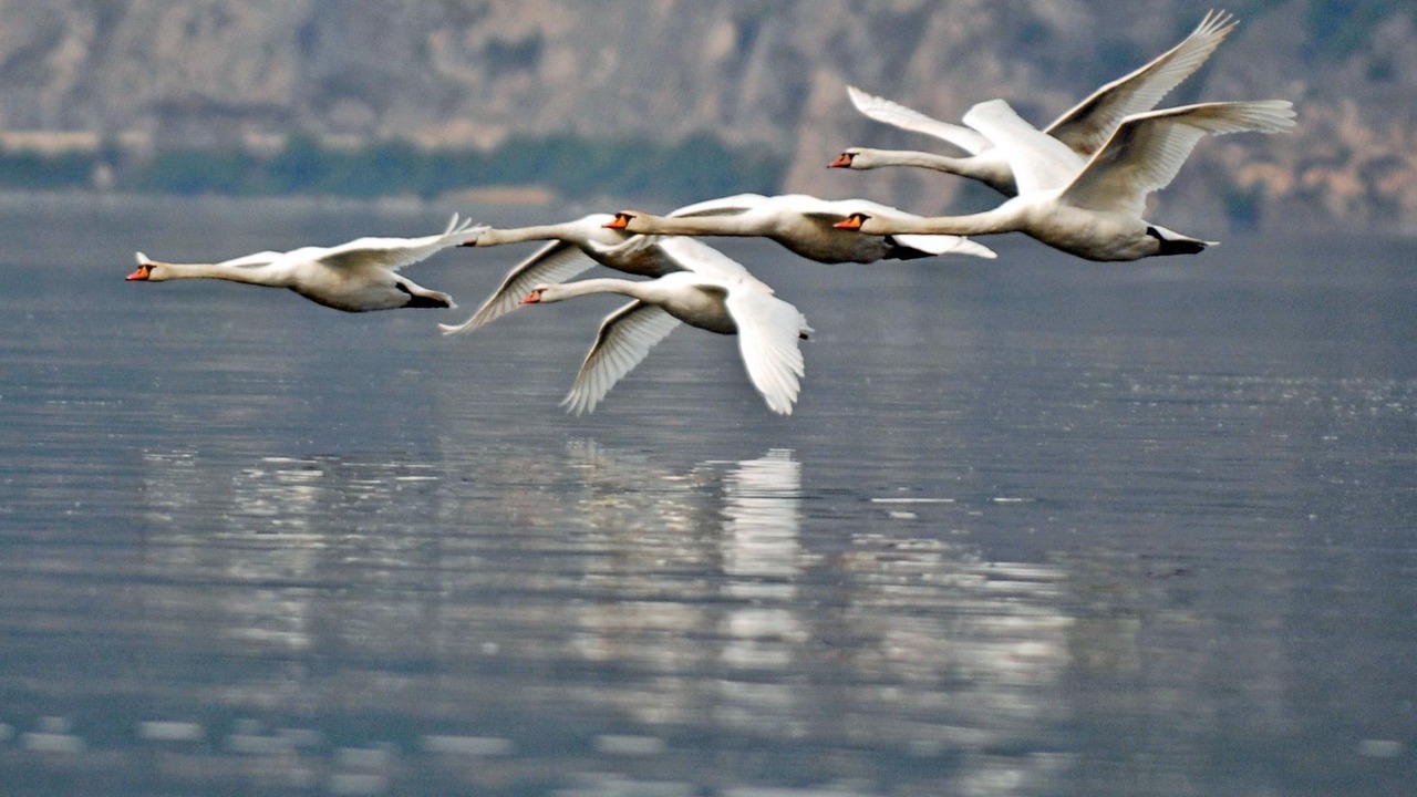 Photo of Others in Zorzino