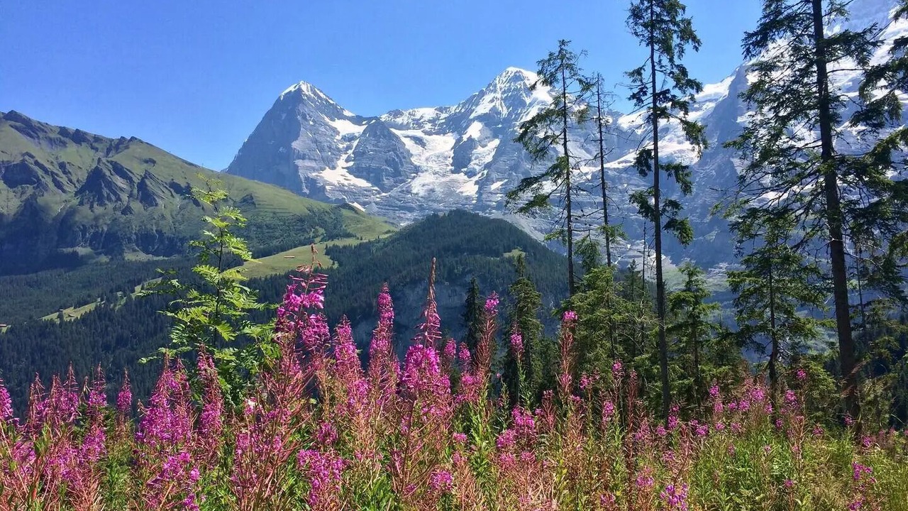 Photo of Others in Wengen