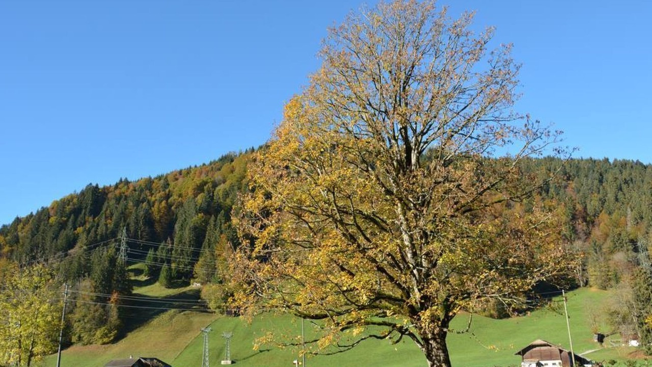 Photo of Others in Gstaad