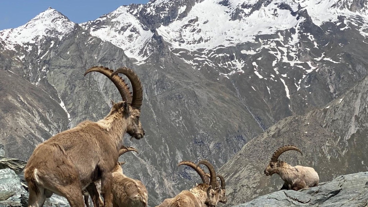 Photo of Others in Saas Grund