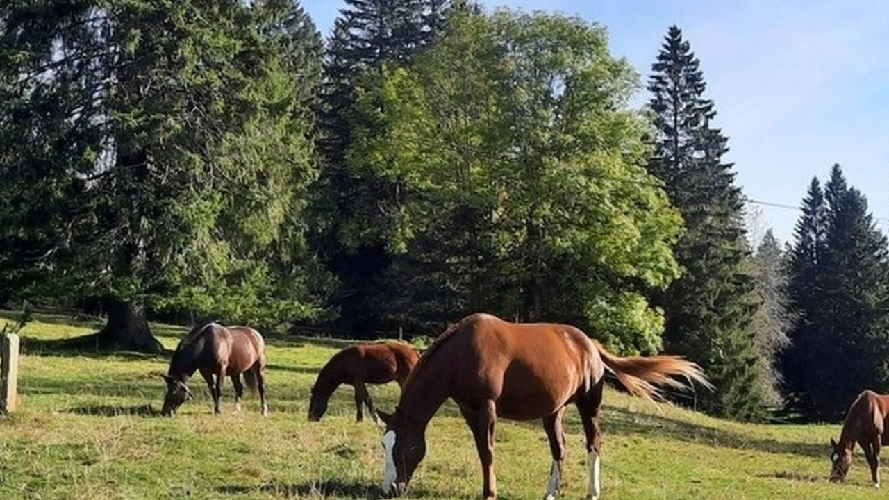 Photo of Others in Le Bemont