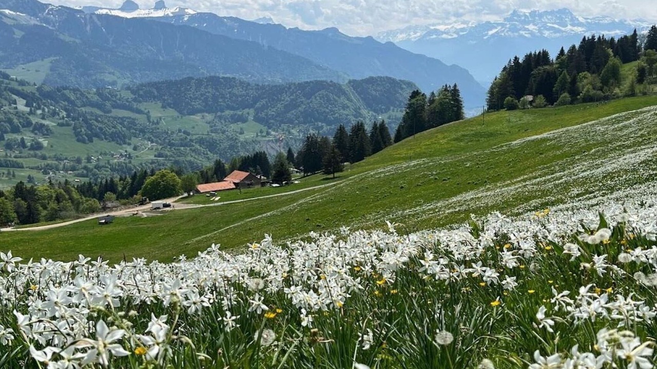 Photo of Others in Montreux