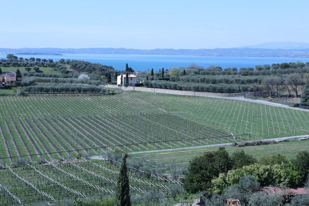 Photo of Others in Cavaion Veronese
