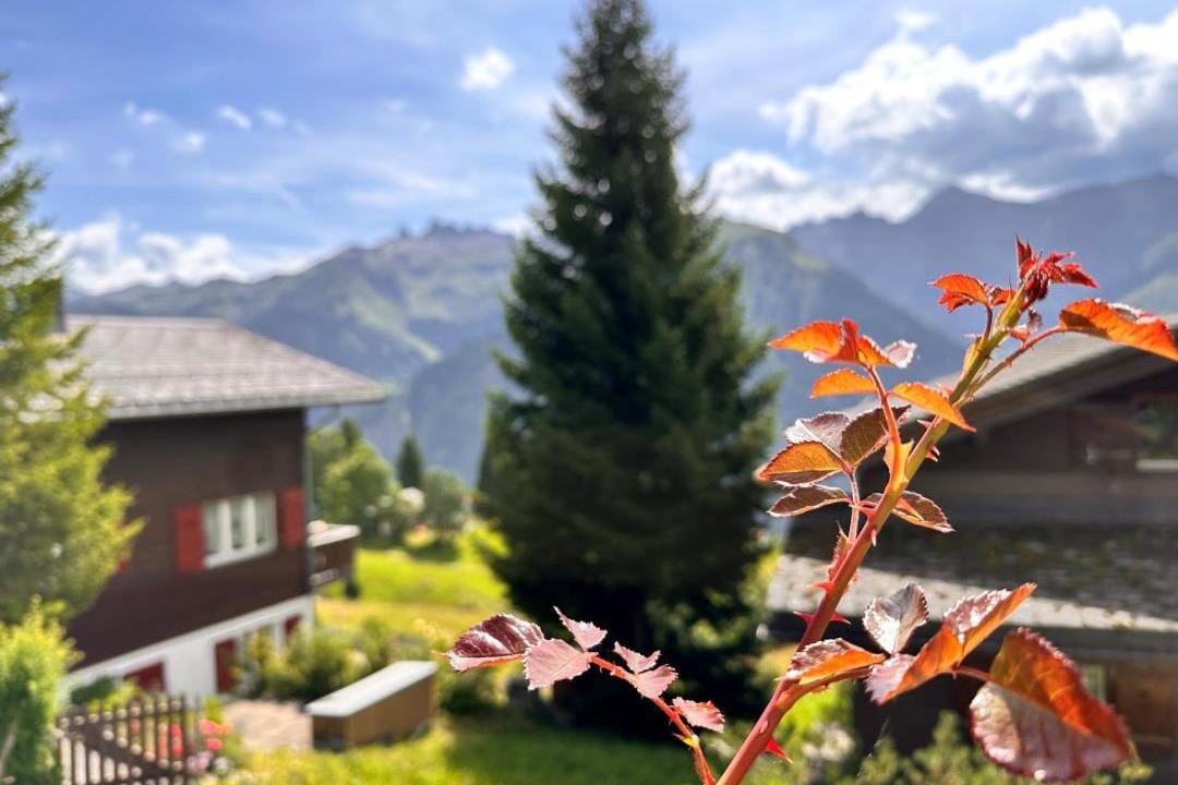 Photo of Others in Braunwald