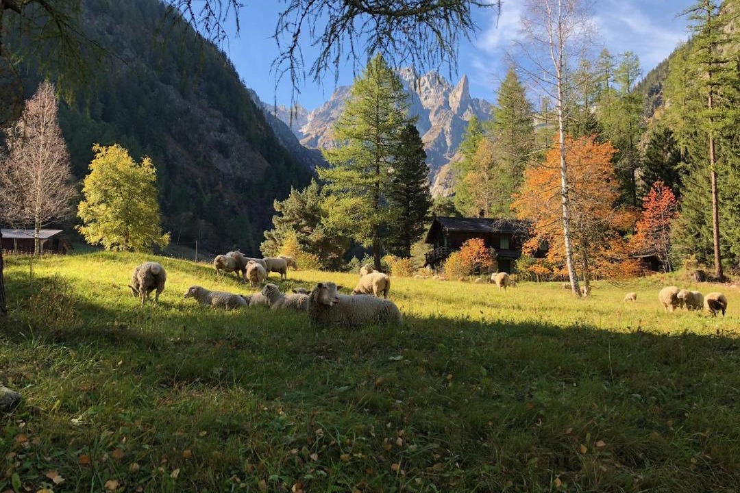 Photo of Others in Saleinaz