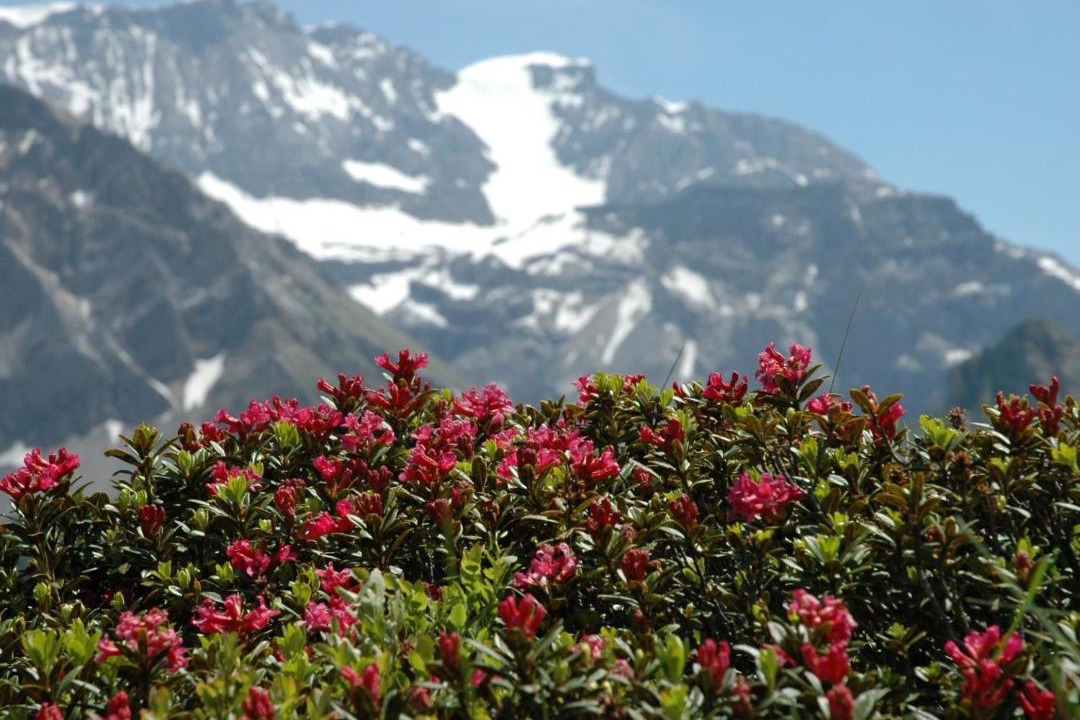 Photo of Others in Adelboden