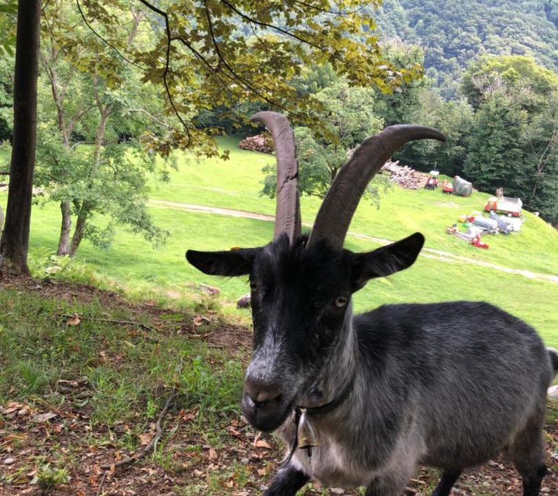 Photo of Others in Valcolla