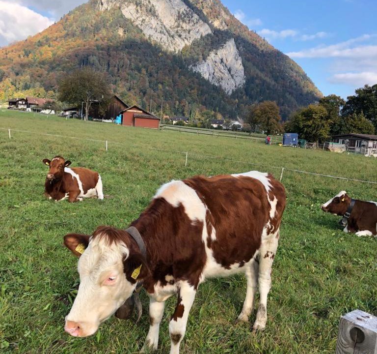 Photo of Others in Unterseen