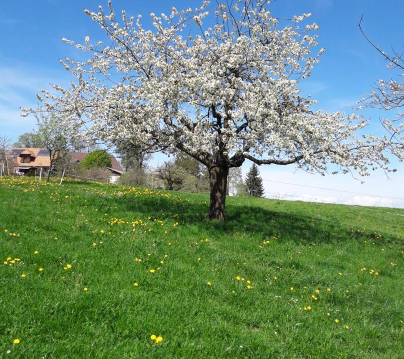 Photo of Others in Affoltern im Emmental